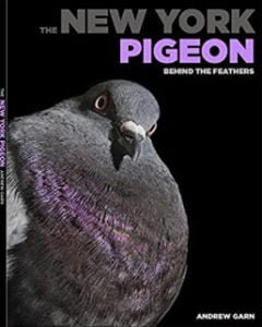 duehus Andrew Garn pigeons